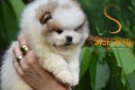 Pomeranian BOO medvedíky, Pomeranský špic šteniatka