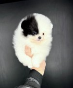Krásne šteniatka pomeranianov k dispozícii