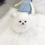 Krásná štěňata pomeranianů v šálku na prodej
