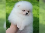 Trpasličí Špic a Mini Pomeranian