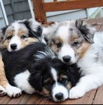 Šteniatka austrálskeho ovčiaka