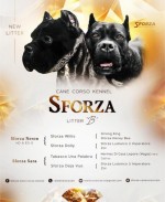 Cane Corso – šteniatka na predaj