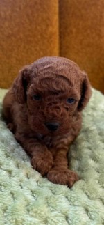  Two female and one male dwarf, dark apricot poodles