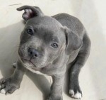 Šteniatka staffordshirského bulteriéra