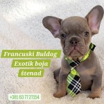Šteniatka francúzskeho buldočka exotickej farby