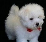 Šteniatka maltézskeho teriéra