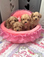 Maltipoo