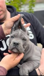 Cane Corso šteniatka