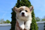 Welsh corgi - Pembroke