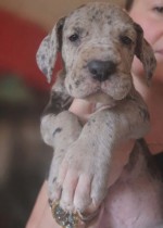 Nemecká doga – krásne šteniatka