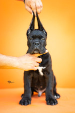 Cane Corso – Krásne šteniatka
