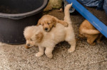 Šteniatka zlatého retrievera na adopciu