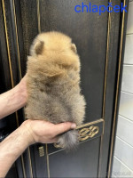 Pomeranian