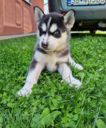 Sibírsky husky