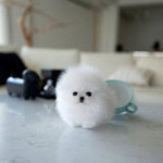 Rozkošné 12-týždňové šteniatko Pomeranian!