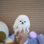 Vzácne 12-týždňové šteniatko Pomeranian je k dispozícii!