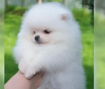 Rozkošné 12-týždňové šteniatko pomeranian na predaj!