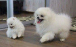 Rozkošný 12-týždňový Pomeranian hľadá domov!
