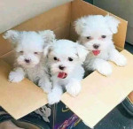 Roztomilé šteniatka maltézskeho psíka na adopciu
