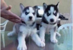 krásne šteniatka sibírskeho huskyho na adopciu