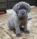 Šteniatka Cane Corso