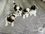 Šteniatka shitzu na adopciu