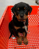 Rottweiler šteniatka