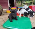 Roztomilé šteniatka francúzskeho buldočka na adopciu