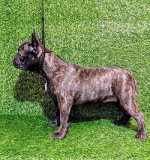 FRANCÚZSKY BULDOG - šteniatko