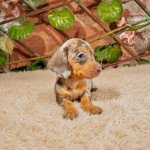 Šteniatka jazvečíka na adopciu
