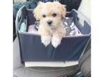 Sladké šteniatka Maltipoo z domáceho chovuxv