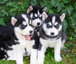 Šteniatka sibírskeho huskyhoxxfdf