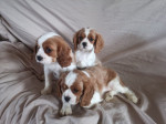 Dve šteniatka Cavalier King Charles sú k dispozícii 