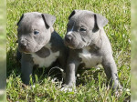 Krásne šteniatka pitbulla pre dobré domovy