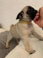 Steniatka mops