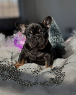 Šteniatka francúzskeho buldočka na adopciu