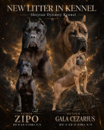 Cane Corso krásne šteniatka