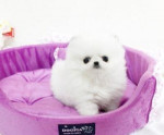 Šteniatka pomeraniana na adopciu