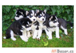 krásne šteniatka sibírskeho huskyho na adopciu