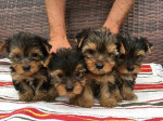 Vycvičené šteniatka yorkshirského teriéra na adopciu,