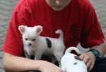 Šteniatka čivavy na adopciu