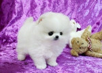 Šteniatka pomeraniana na adopciu