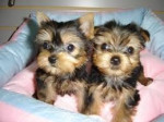 Vycvičené šteniatka yorkshirského teriéra na adopciu