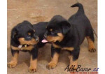 šteniatka rotvajlera na adopciu
