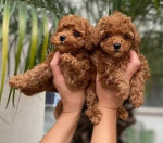 Šteniatka toy pudla a miniatúrneho pudla