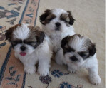 Šteniatka Shih Tzu
