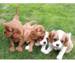 Šteniatka Cavalier King Charles španiela