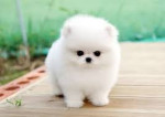 Zdravá štěňata pomeraniana