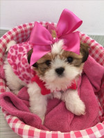 Dárek štěňátka shih tzu k adopci zdarma