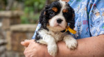 Šteniatka Cavalier King Charles španiela